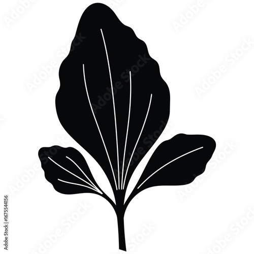 Stylized silhouette of a broad plantain leaf with prominent veins and smaller basal leaves in black and white