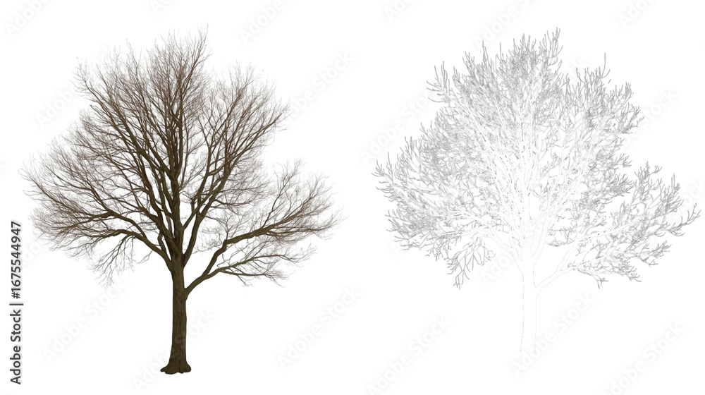 Fototapeta premium Detailed Winter Tree With Alpha Channel For Compositing and Design