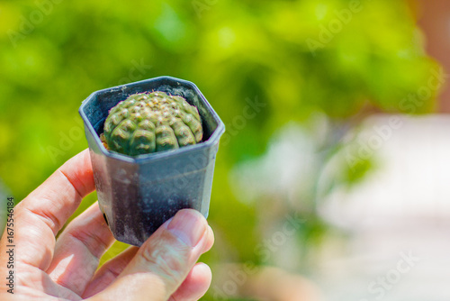 Beautiful cactus . Background, texture, advertising space.