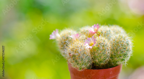 Beautiful cactus in bloom. Background, texture, advertising space.