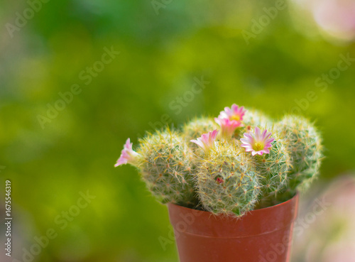 Beautiful cactus in bloom. Background, texture, advertising space.