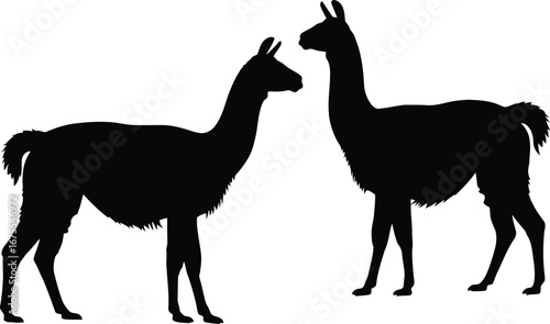 Two llamas silhouettes facing each other peaceful wildlife vector