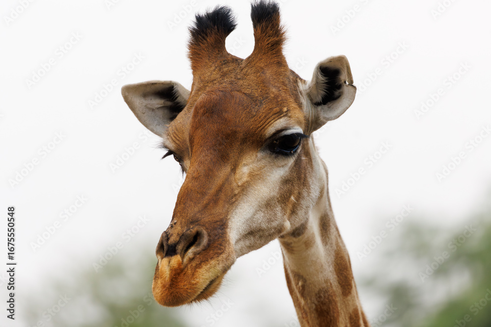 Obraz premium Giraffe Looking Down with Thoughtful Expression