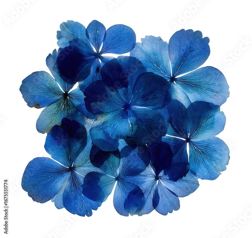 Vibrant Blue Hydrangea Blooms on Black Background