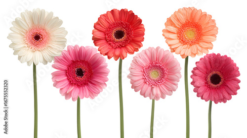 Quadro em tela Six Gerbera Daisies in Pink Orange and White on Black Background