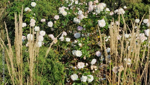 White flowers in the garden. Rosa 