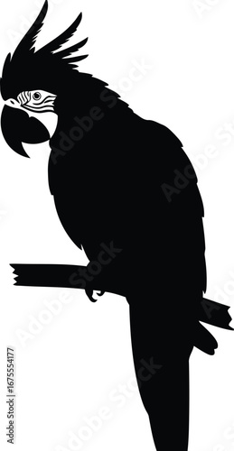 Silhouette of elegant cockatoo perched on branch minimalist avian art vector