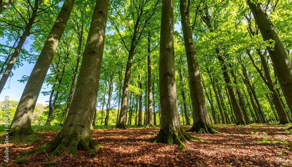 Naklejka premium Lush forest canopy, sunlight filtering through