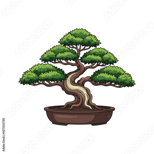 bonsai tree isolated on white