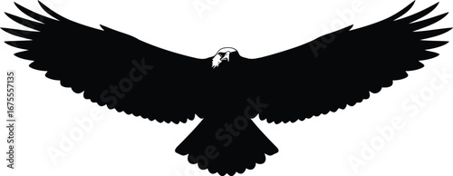 Majestic eagle silhouette spreading wings aerial flight freedom symbol vector