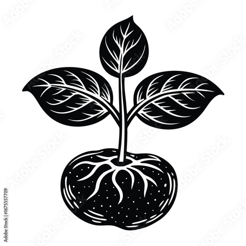 Illustration of sprouting plant with roots and leaves vector design for agriculture and botany study