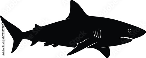 Silhouette of a great white shark predator swimming in the ocean water vector
