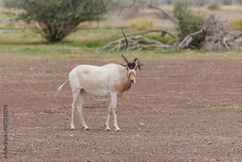 Addax Antelope with Asymmetrical Spiral Horns