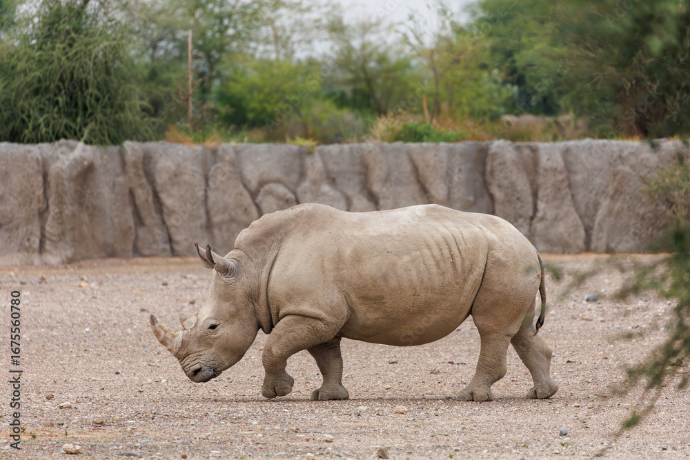 Naklejka premium White Rhinoceros Walking in Dry Enclosure