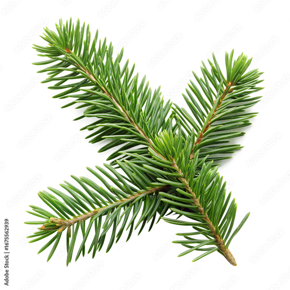 Naklejka premium A sprig of evergreen tree needles with a transparent background