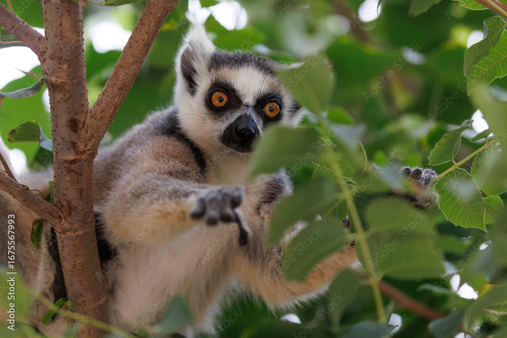 Fototapeta premium Ring-tailed Lemur Reaching Forward Through Leaves