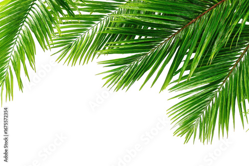 Vibrant Green Palm Fronds on Transparent Background
