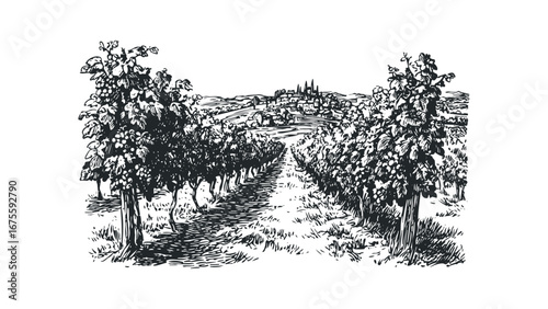 Vintage Vineyard Landscape with Village in Distance. Vector hand drawn illustration