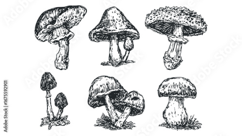 Collection of six detailed hand drawn mushroom sketches with stippled caps and textured stems. Vector hand drawn illustration