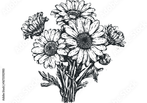 Sketch of aster flowers with leaves and buds. Vector hand drawn illustration