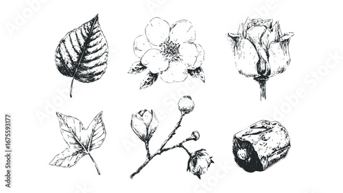 Botanical Sketch of Assorted Flora Elements and Seed Pods. Vector hand drawn illustration