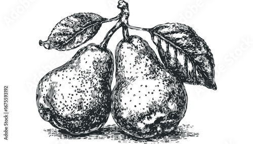 Hand drawn pears with leaves on a stem isolated on white. Vector hand drawn illustration
