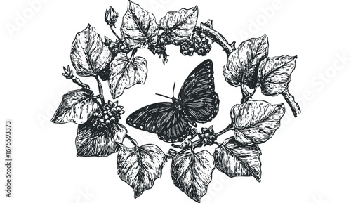 Black butterfly perched on grape vine with leaves and berries. Vector hand drawn illustration