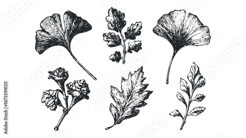 Engraved Ginkgo and Oak Leaf Collection Transparent. Vector hand drawn illustration