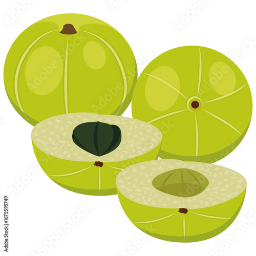 amla fruit and half slice vector.