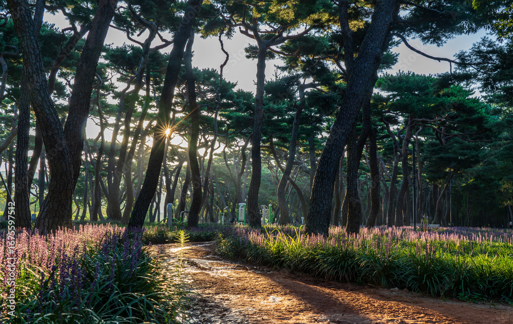 Fototapeta premium Purple Liriope muscari flowers filling the pine forest of Hwangseong Park in Gyeongju, South Korea on a late summer morning