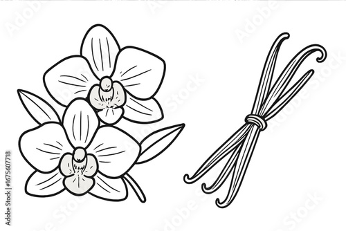 Hand drawn vanilla flowers and pods vector set. Botanical sketch of a vanilla orchid with spice sticks. Line art illustration for logo, package. Natural organic food concept.
