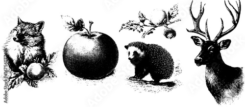 Autumn woodland animals and nature elements hand drawn engraving collection