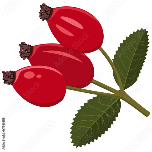 rosehip, herbal medicine rosehip vector.