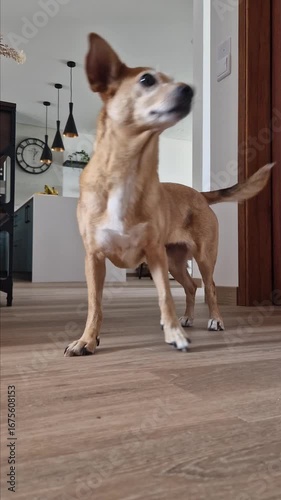 Small mixed-breed brown dog fetching a red stuffed toy at home