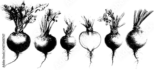 Vintage beetroot engraving design elements collection for retro label or poster