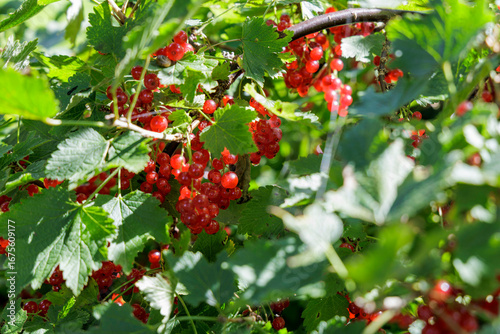  Ripe Redcurrants on a Bush