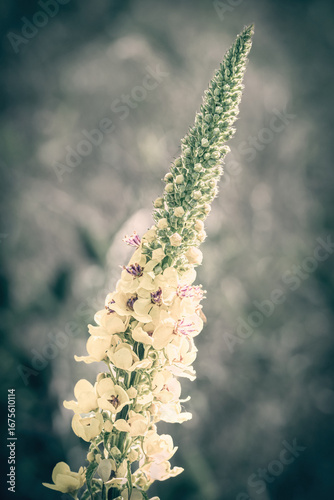 Blumen Portraits in Farbe