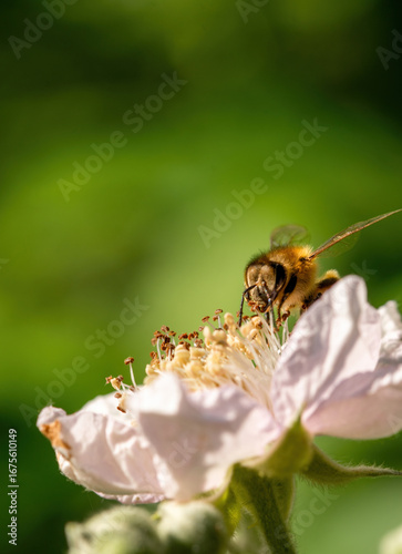 Biene Insekt auf Blume