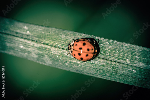 Marienkäfer auf Blatt