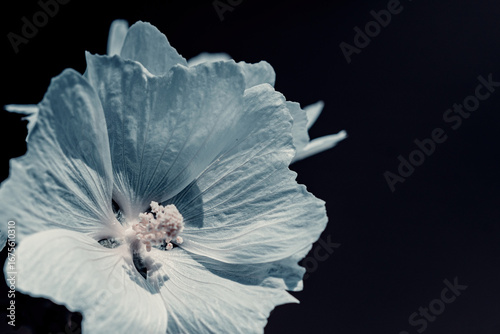 Blumen Portraits in Farbe