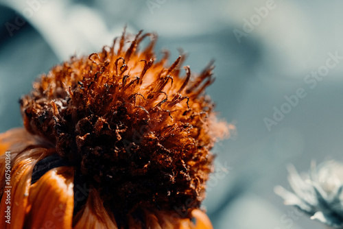 Blumen Portraits in Farbe