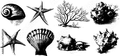 Vintage engraving design elements collection of sea shells and marine life for retro design