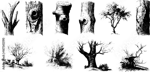 Vintage tree and twig sketch collection for nature design projects