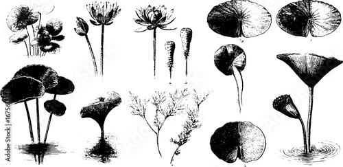 Vintage collection of water lily engravings for botanical design