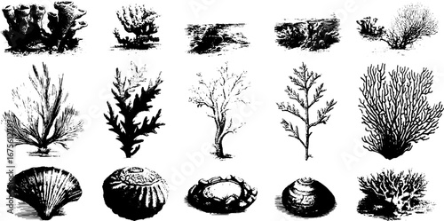 Vintage oceanic elements collection - hand drawn waves and marine life for retro design