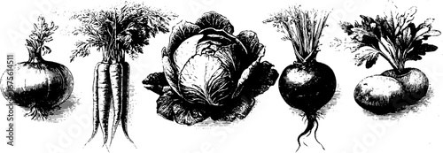 Vintage hand drawn collection of fresh vegetables featuring carrot, beetroot, cabbage, and radish