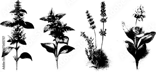 Engraving of medicinal herbs collection featuring sage and thyme plants for botanical design