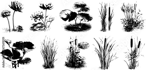 Vintage engraving collection of water plants and lotus flowers for botanical design