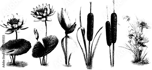 Vintage engraving of water plants collection featuring lotus flowers and aquatic flora