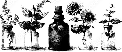 Vintage medicinal herbs collection with engraved design for apothecary and botanical decor